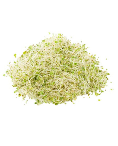BROTES DE ALFALFA