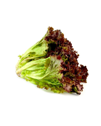 LECHUGA CRESPA ROJA EMPACADA