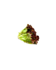 LECHUGA CRESPA ROJA EMPACADA