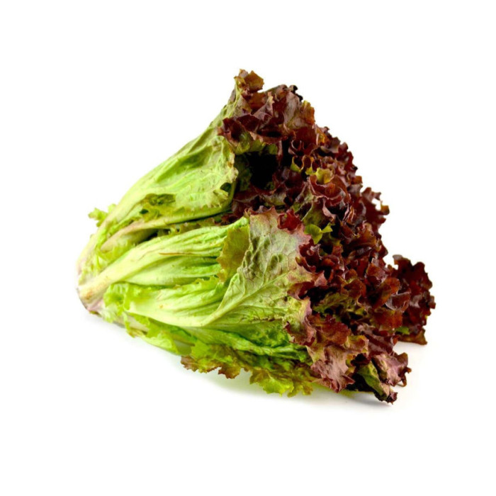 LECHUGA CRESPA ROJA EMPACADA