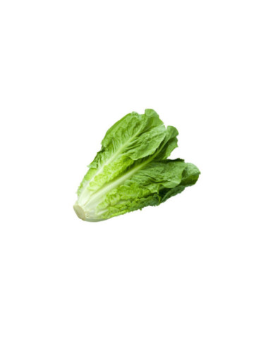 LECHUGA ROMANA EMPACADA
