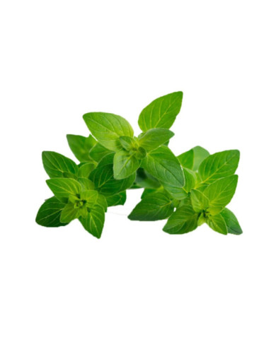 OREGANO FRESCO