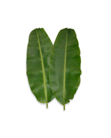 HOJAS DE PLATANO