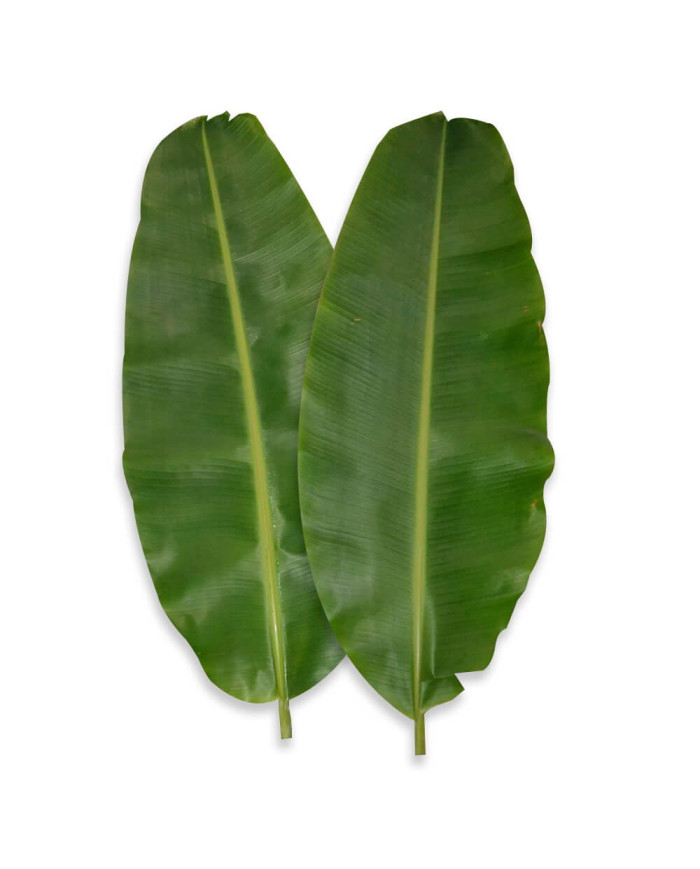 HOJAS DE PLATANO