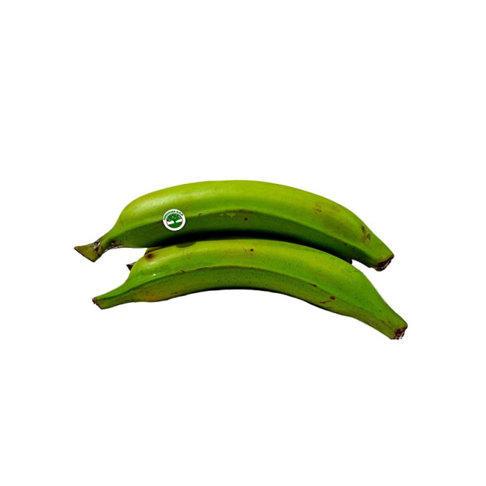 PLATANO VERDE DOMINICO