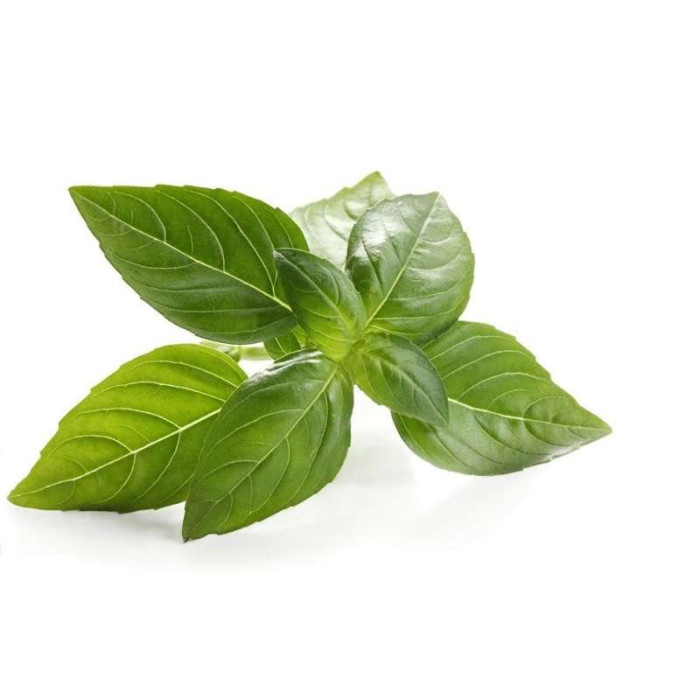 ALBAHACA (BASIL)