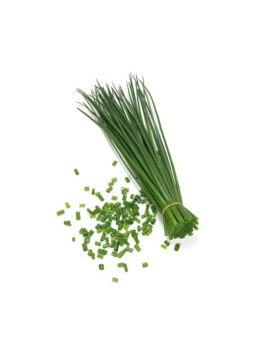 CEBOLLIN (CHIVES)