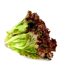 LECHUGA CRESPA VERDE