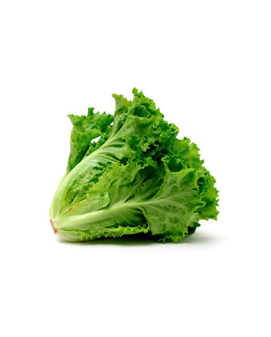 LECHUGA CRESPA VERDE