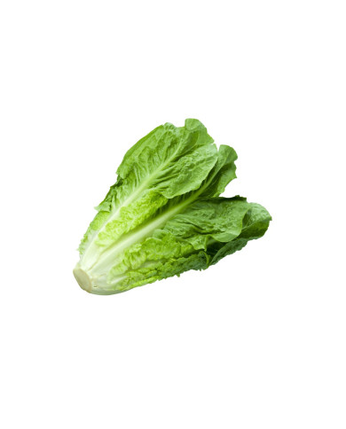 LECHUGA ROMANA