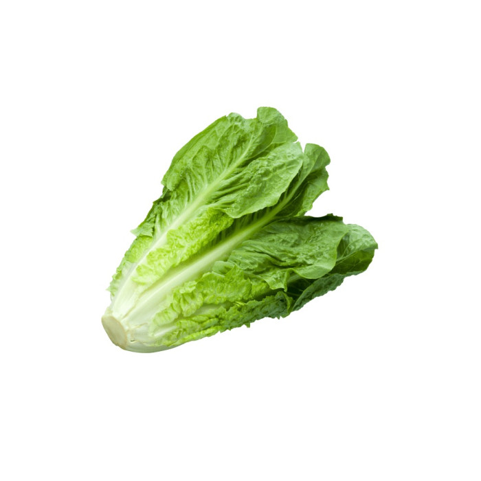 LECHUGA ROMANA