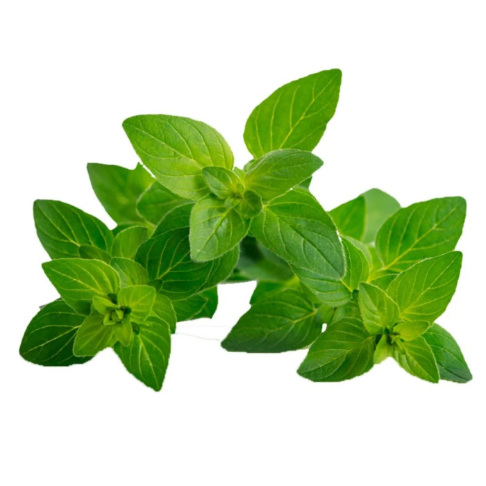 MENTA FRESCA