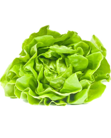 LECHUGA SEDA