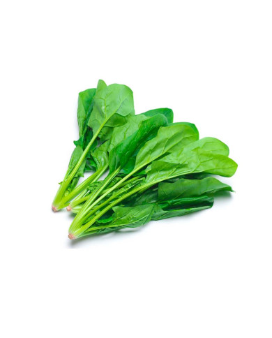 ESPINACA AMERICANA